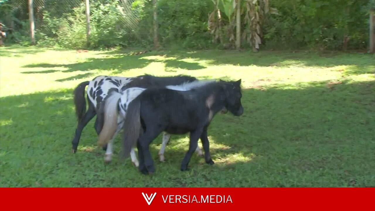 Menores que um pônei, mini-horses conquistam brasileiros e são criados como pets até em quintais de casa