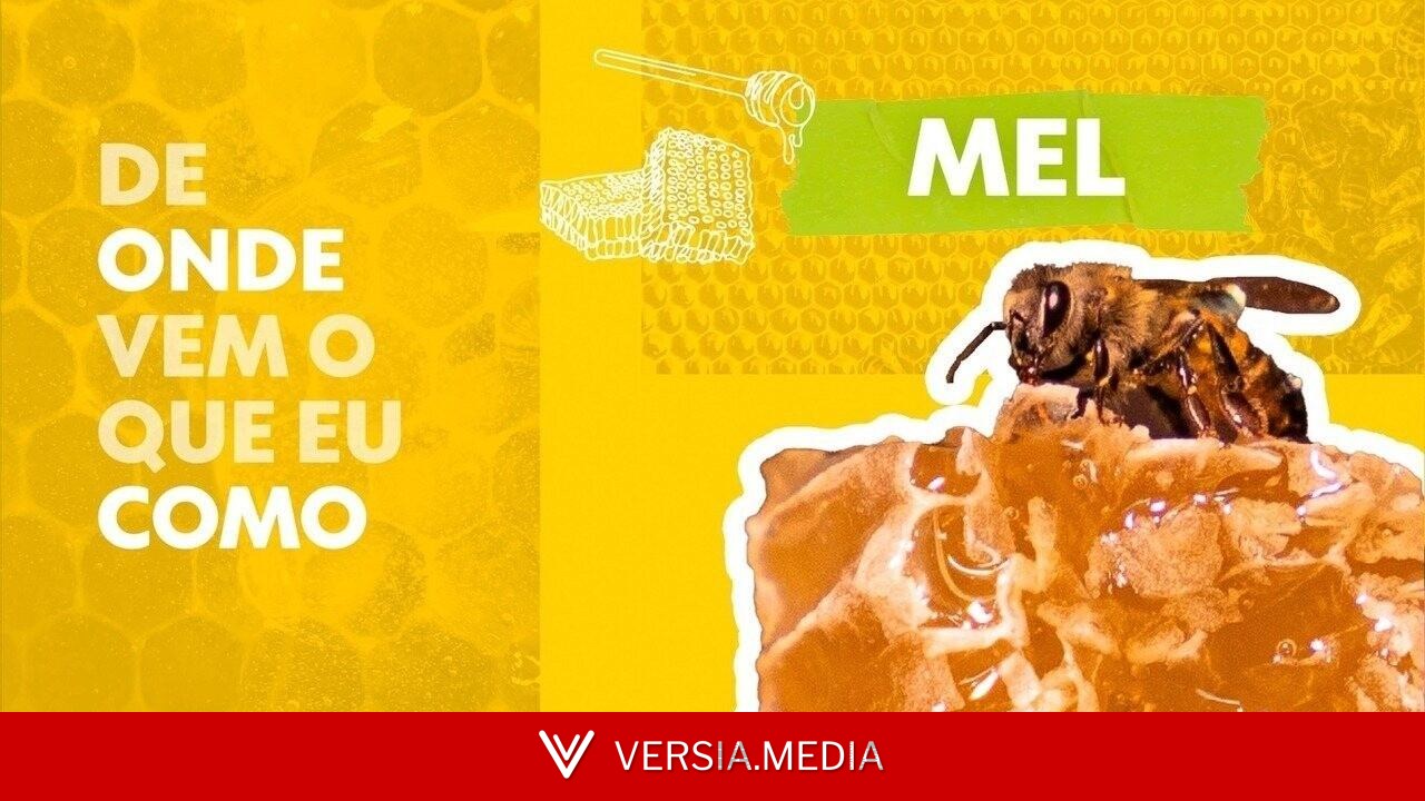 Com as próprias mãos, homem já salvou cerca de 6 milhões de abelhas em Singapura