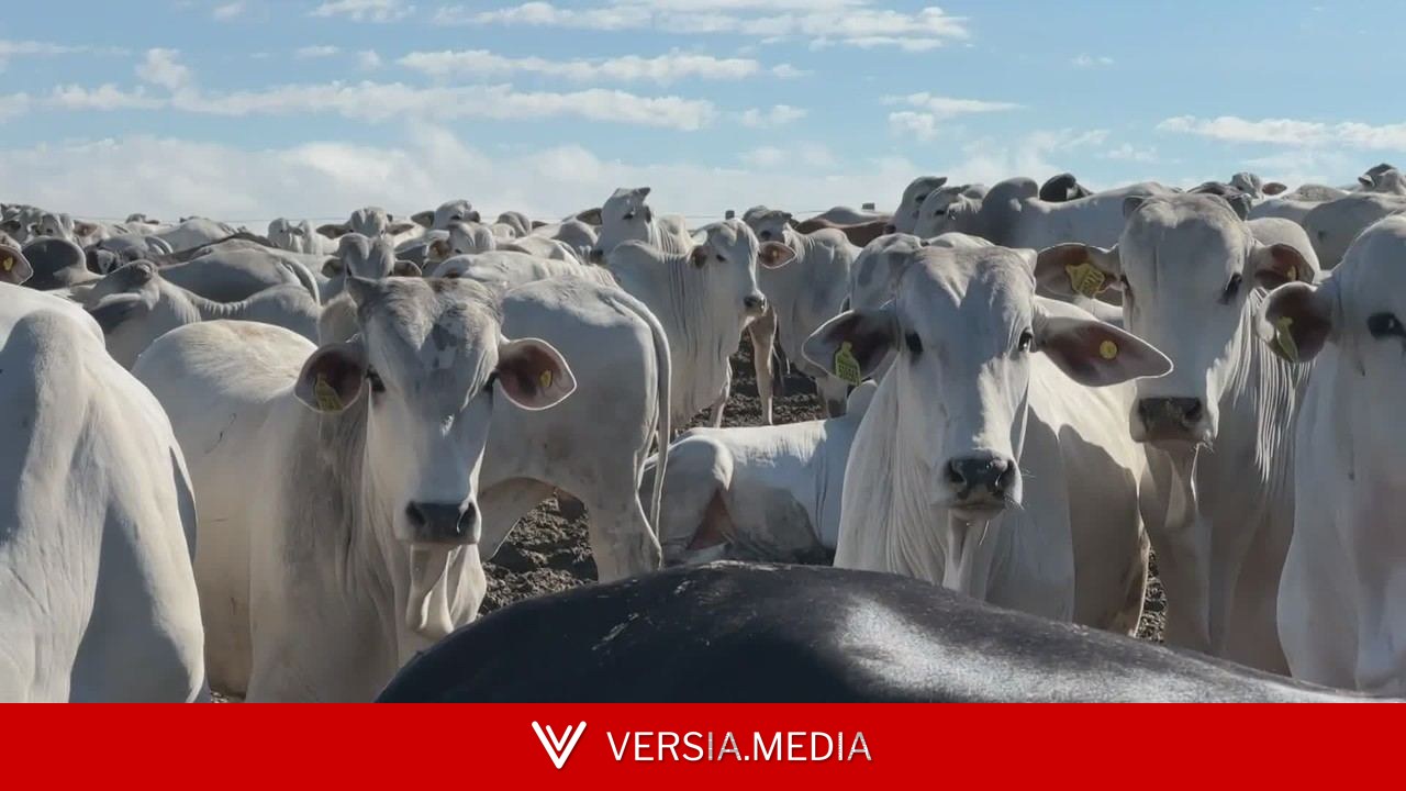 Brasil cria protocolo para voltar a exportar carne bovina à União Europeia; veja como vai funcionar