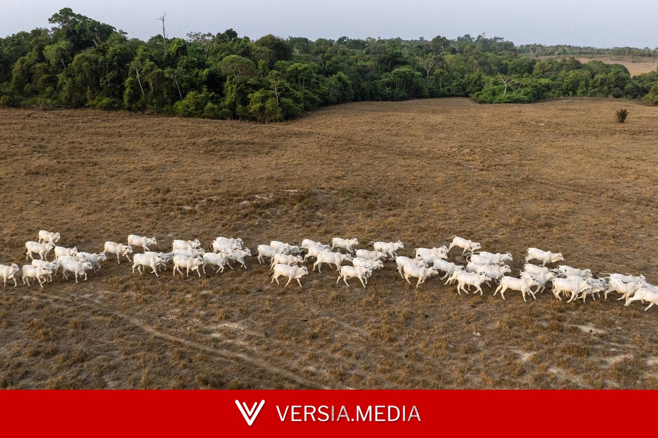 Reduzir emissões de metano na pecuária exige produtividade e bem-estar animal, diz estudo