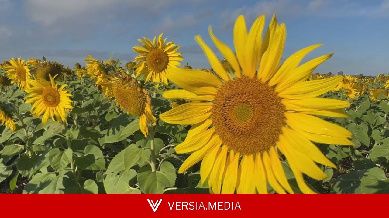 Cultivo de girassol vira alternativa de renda para produtores no interior de SP