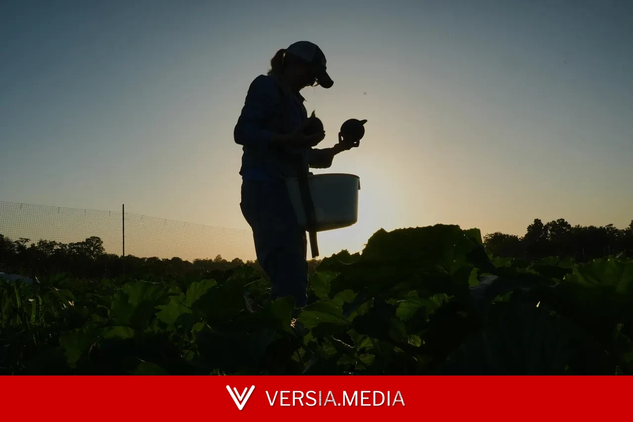 'Não existe mais ano normal': agricultores dos EUA mudam horários de colheita e protegem mudas para enfrentar calor extremo