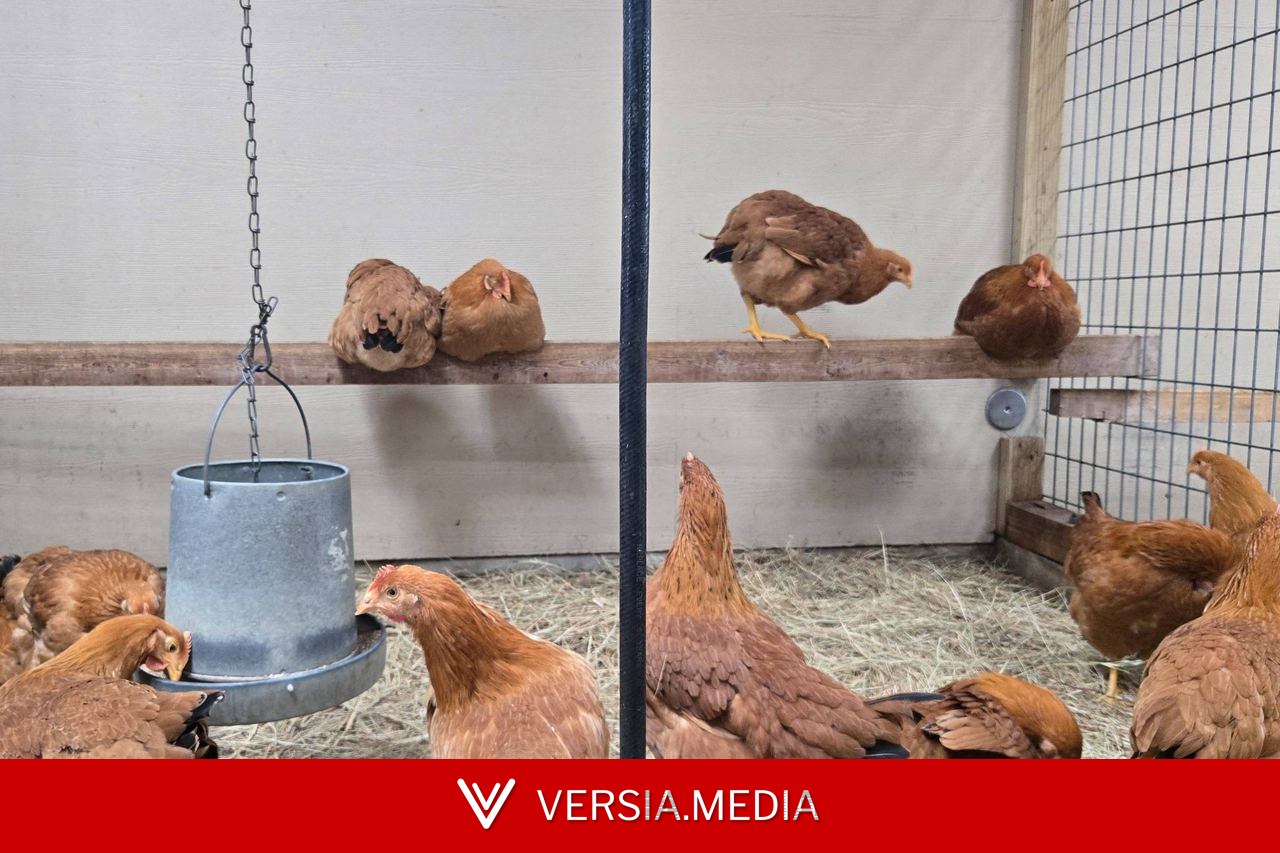 Gripe aviária amplia presença no mundo e agora chega à Oceania