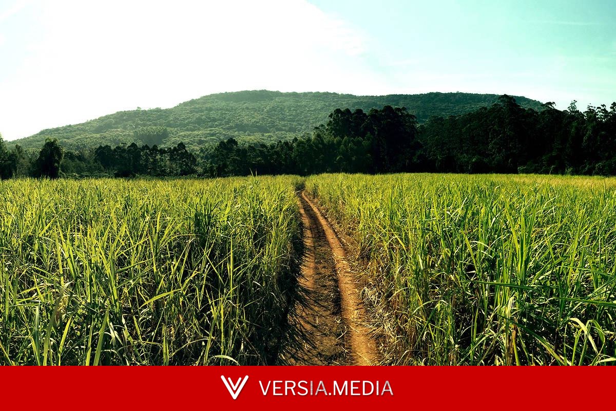 Portugal e Brasil buscam investidores brasileiros para usinas de combustíveis sustentáveis
