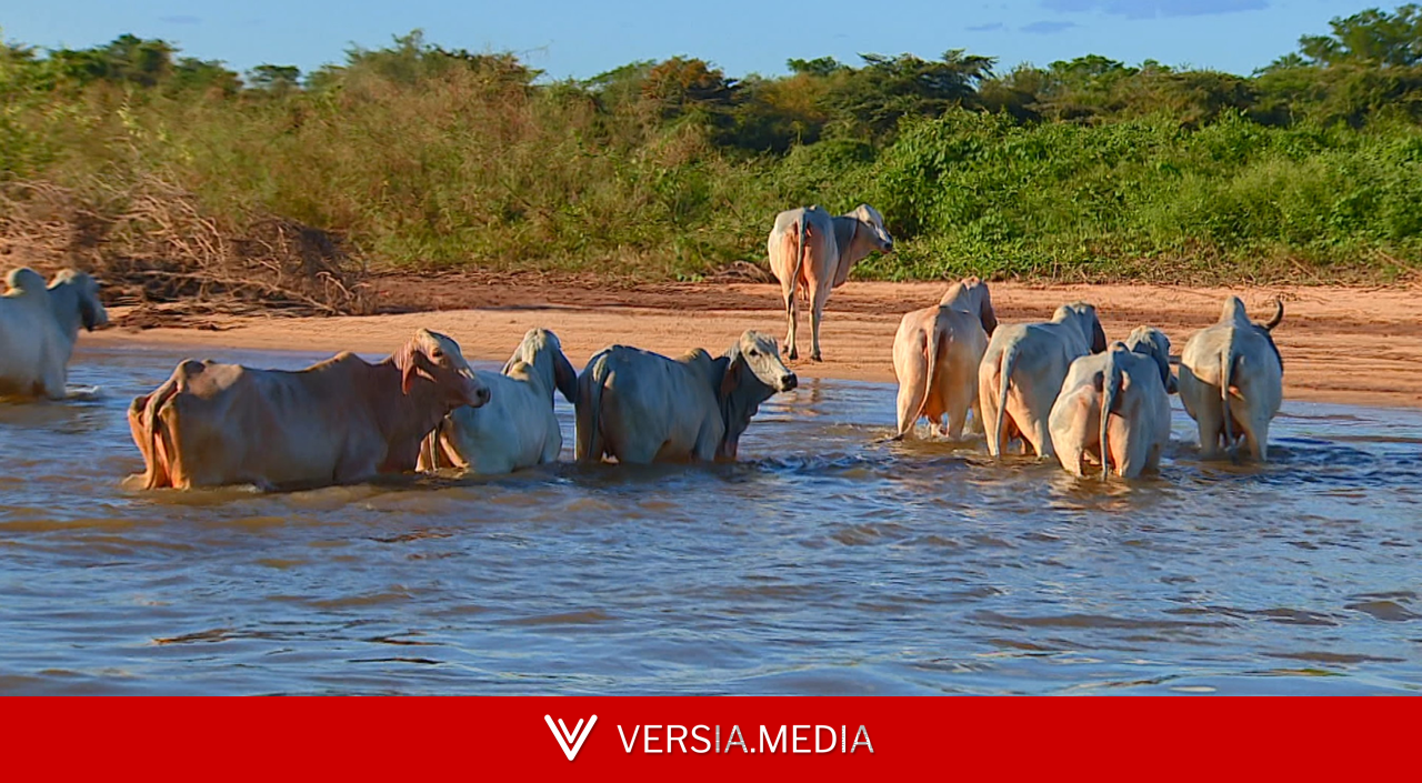 Exportadoras dizem que carne brasileira pode não conseguir atender exigências da UE sobre antimicrobianos