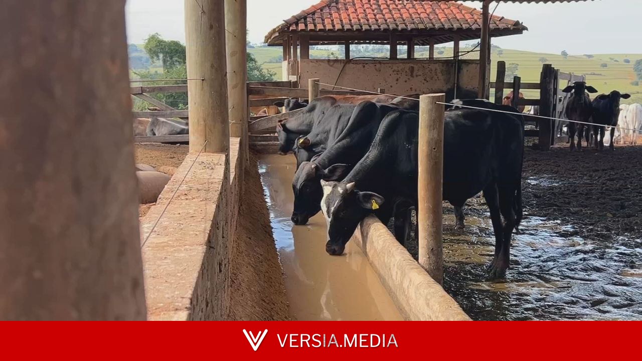 Silagem fortalece nutrição do gado nos períodos de estiagem
