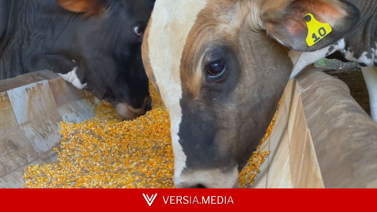 Dieta puro grão acelera ganho de peso de bezerros e pode aumentar lucro de produtores