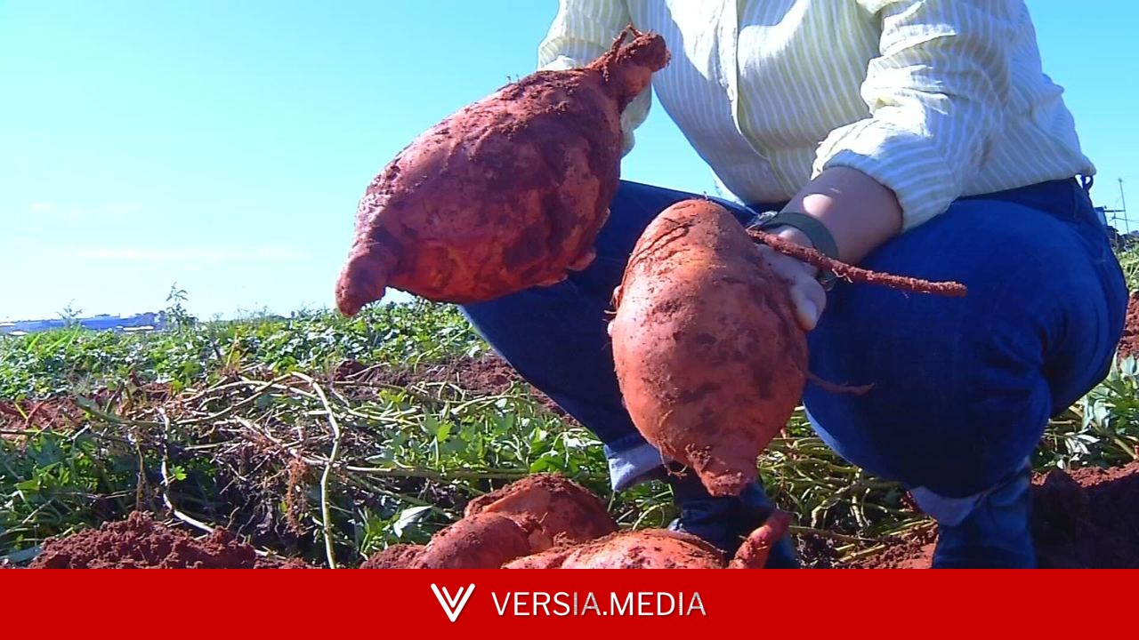 IAC desenvolve batata-doce que produz 4 vezes mais e tem 'superdose' de vitamina A