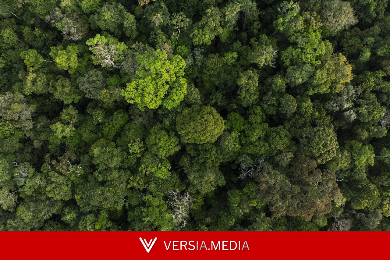 Fundo de florestas corre para atrair US$ 3,2 bi até o fim do ano, mas guerras dificultam