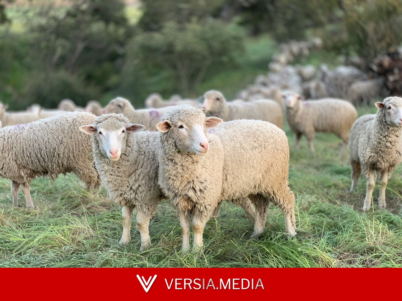 Mais ovelhas do que gente? Faça o QUIZ e descubra curiosidades do agro das seleções da Copa do Mundo