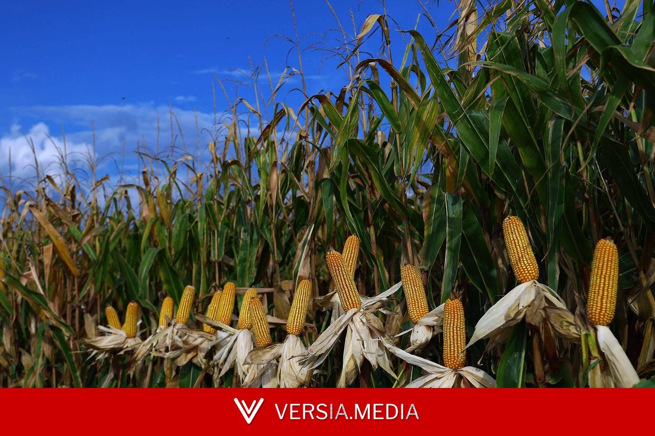 Safra de milho é boa, mas renda de produtor é menor neste ano