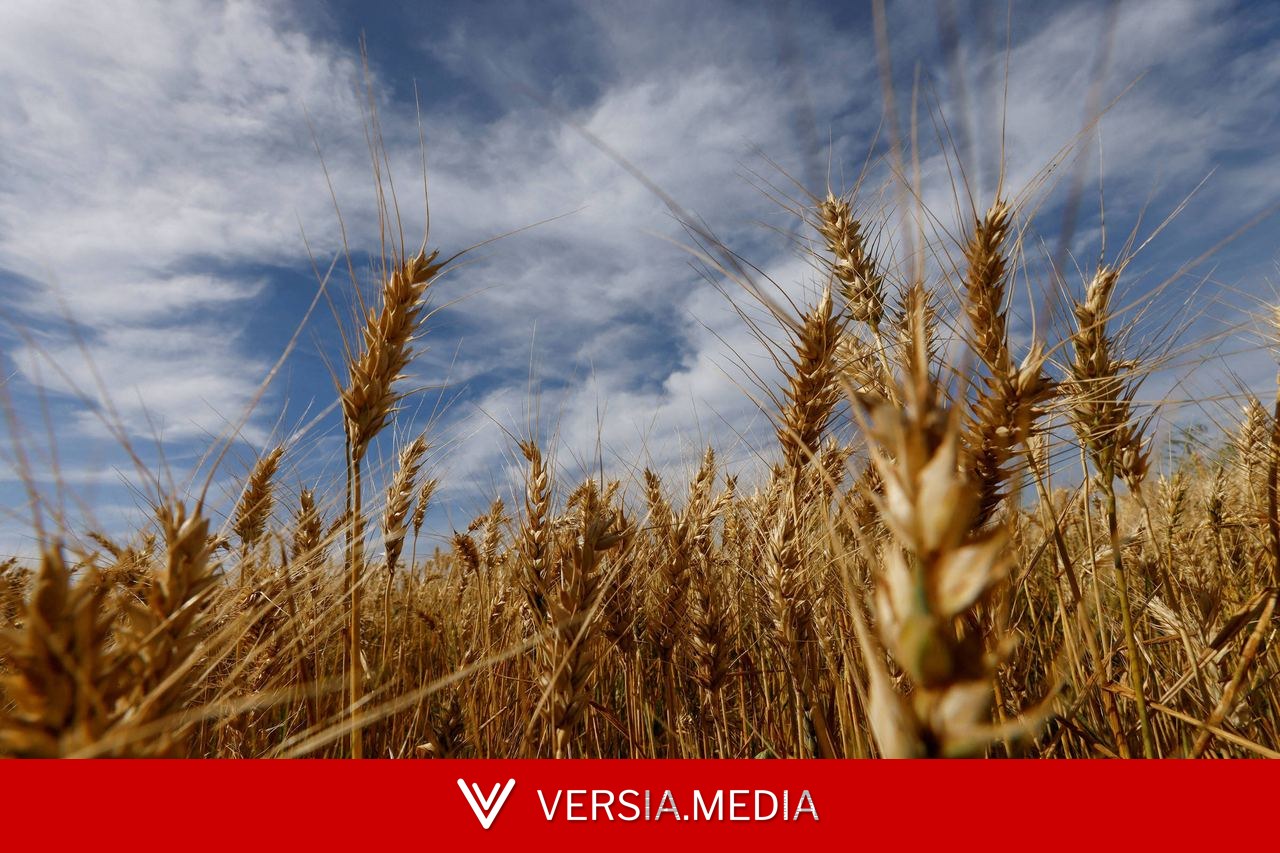 Nesta safra, Brasil tem a menor área semeada com trigo em nove anos