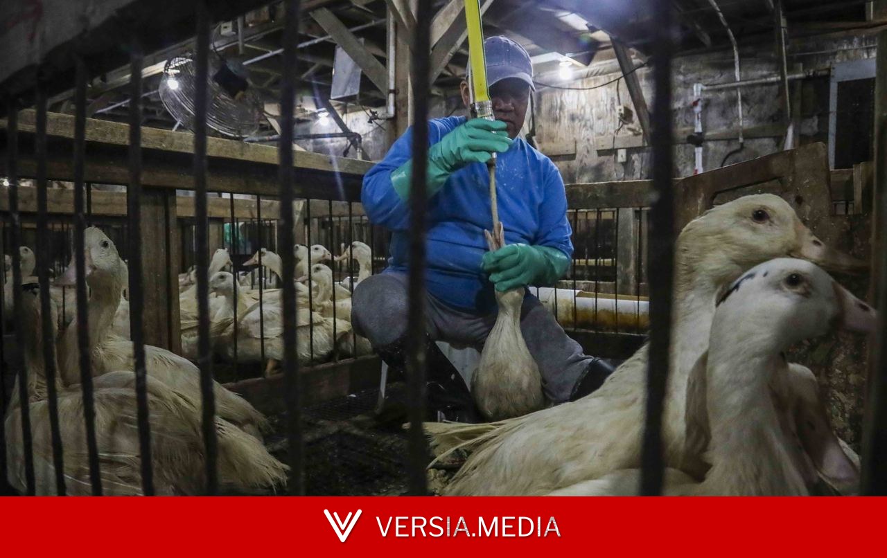 Como é feito o foie gras, alimento que foi proibido por Lula e reacendeu a tensão comercial com a França