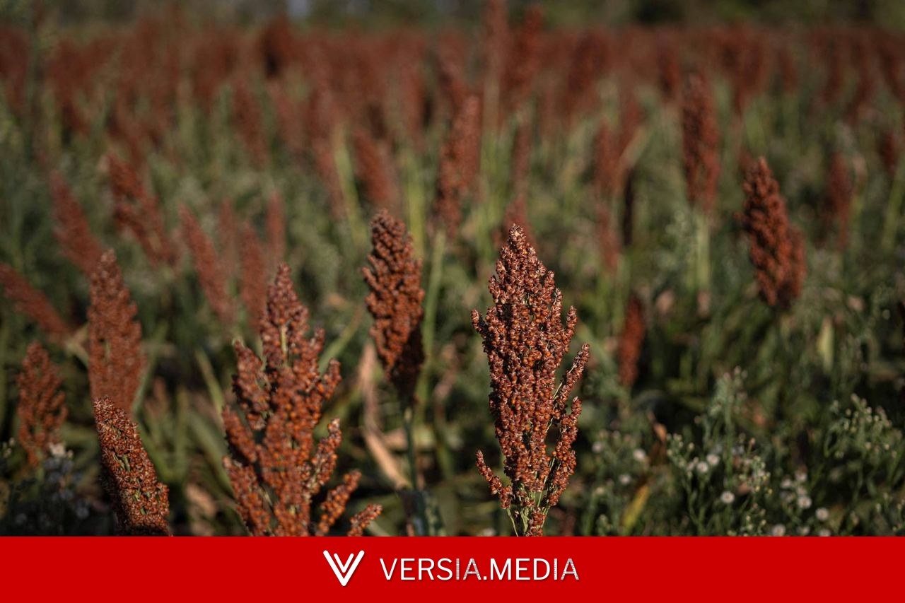 Se vier um El Niño intenso, a área de sorgo ganha mais espaço