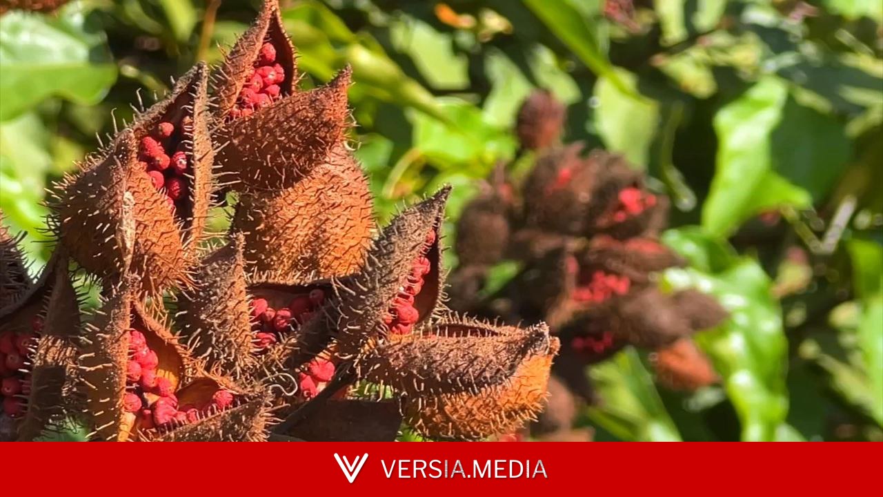 Como cultivar urucum